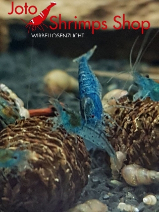 Preview: Aura Blue